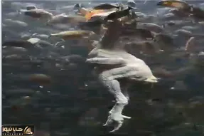 مستند کاوش؛ مرغ ماهی خوار دیده بودیم ماهی مرغ خوار نه!