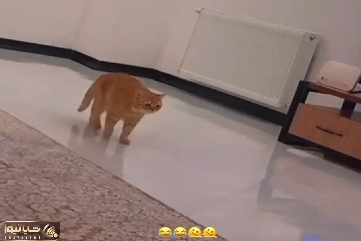 صحنه خندان؛ واکنش گربه فلک زده به فوتبال نگاه کردن صاحبش میبرتت عرش اعلاء