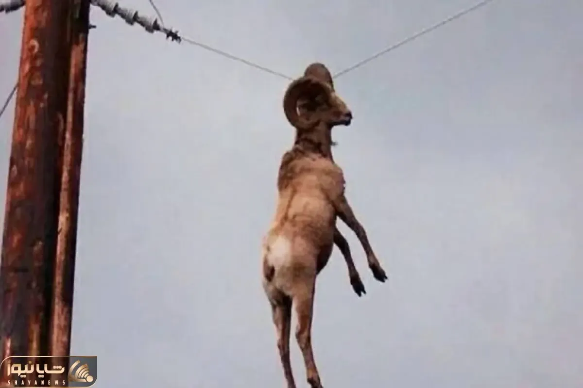 شاهکار حیات وحش؛ زمین کم بود بز کوهی رو سیم برق کت واک رفت برق گرفت جزغاله شد