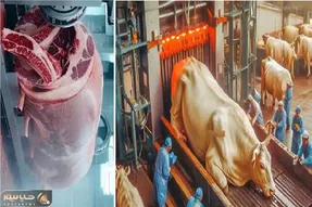 فرآوری گاو؛ گاو 100 تنی رو زنده فرستادن تو بخارشو جنازشو بردن کشتارگاه سلاخی کردن
