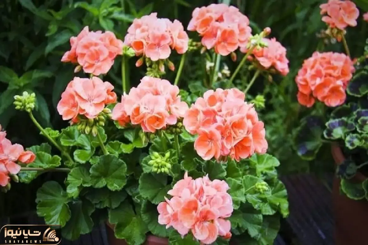 کاشت و برداشت خانگی؛ نکات طلایی نگهداری و گل دهی شمعدانی و پاسخ به همه سوالات راجعبش