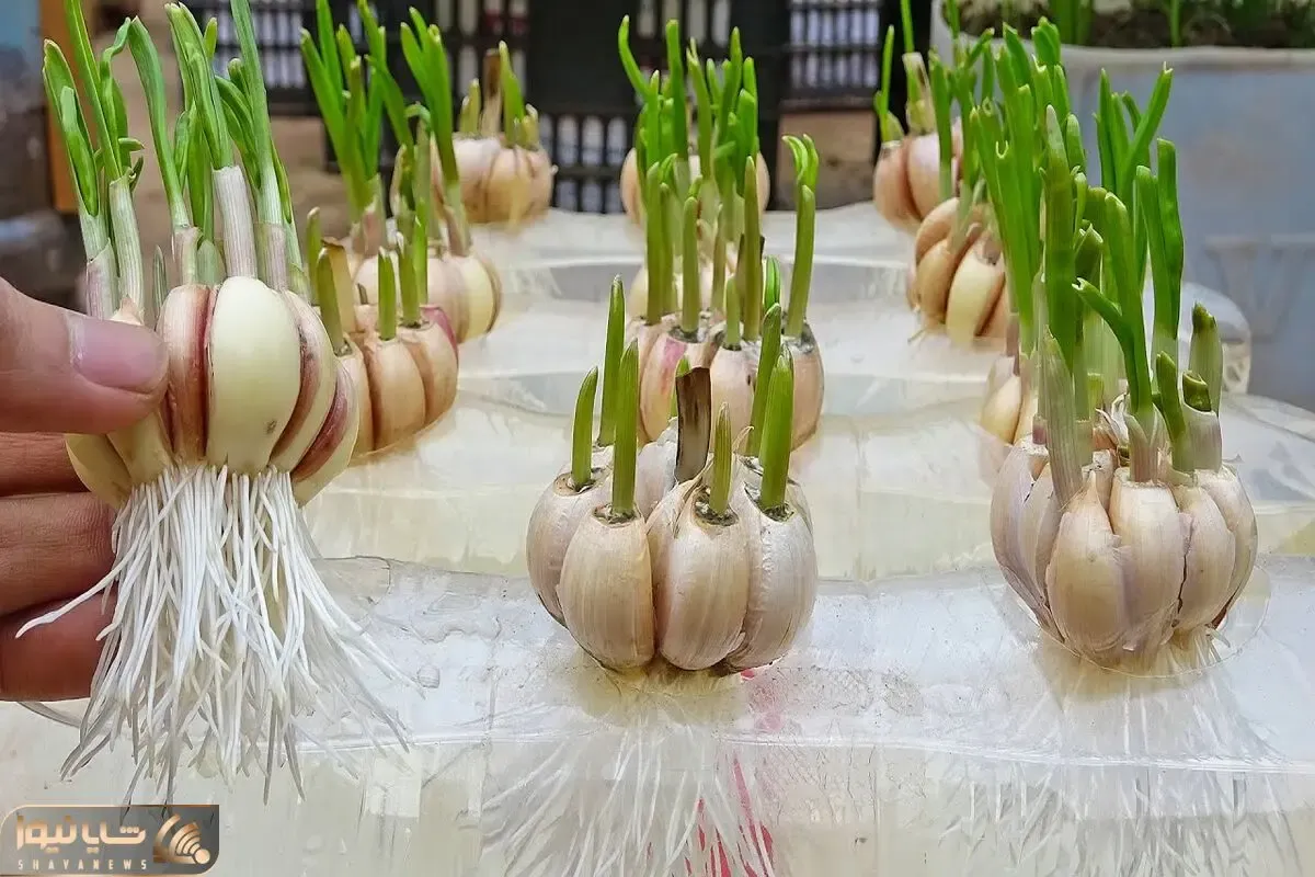 کشاورزی نوین؛ نکات کلیدی کاشت سیر توی آب که حسابی ریشه دار میشه
