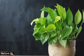 کاشت و برداشت خانگی؛ چکار کنیم تا پتوس حسابی سرحال و پر برگ بشه؟ این کود ها عالین