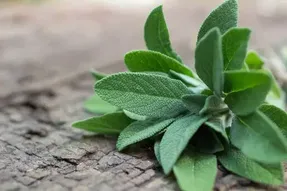 همه چیز درباره مریم گلی از خواص شگفت انگیز تا مضرات احتمالی