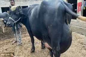 فرآوری گاو؛ گاو عین ذغال سیاه از بس شیرشو ندوشیدن موقع راه رفتن سکندری میخوره