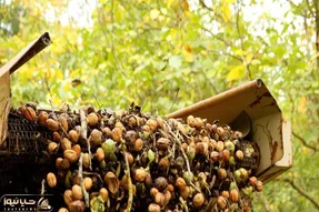 کشاورزی نوین؛ با ماشین های پیشرفته مخصوص چیدن آجیل تو 10 ثانیه 1000 تا گردو میچینن