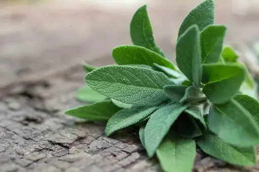 همه چیز درباره مریم گلی از خواص شگفت انگیز تا مضرات احتمالی