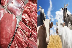 قیمت گوشت امروز چهارشنبه 7 مرداد 1405/ قیمت منطقی هر کیلو گوشت گوسفندی چقدره؟