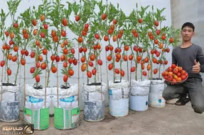 کشاورزی نوین؛ گونی رو سوراخ کرده توش بطری آب معدنی گذاشته واسه کاشت گوجه