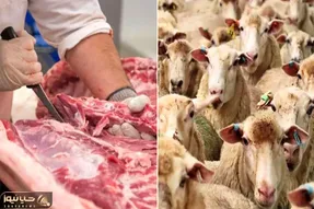 (جدول) قیمت دام زنده امروز ۱۶ مهر ۱۴۰۳/ نرخ عجیب گوسفند زنده در تهران!
