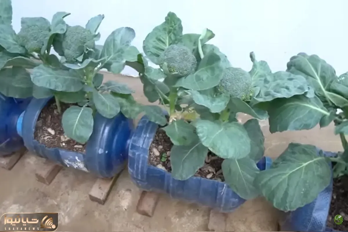 کاشت و برداشت خانگی؛ میخوای باغبونیتو به رخ بکشی بروکلی بکار گوجه خیارو که همه بلدن