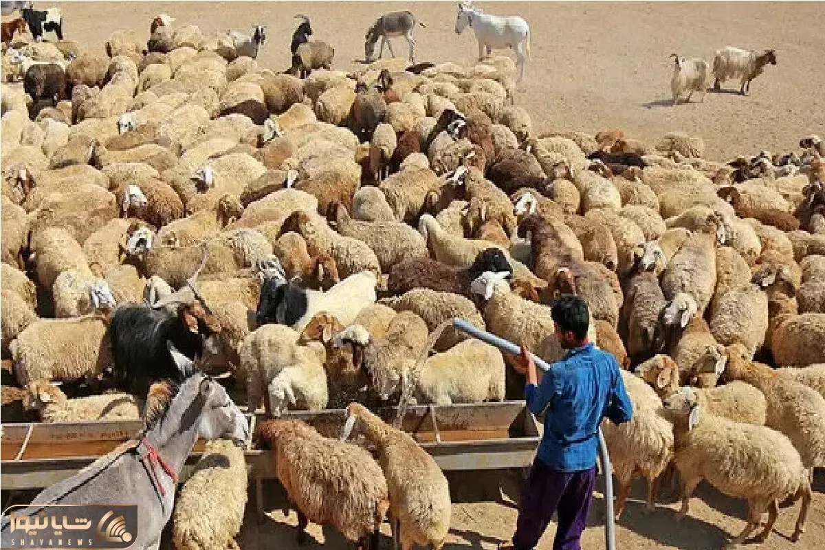 قیمت دام زنده امروز ۱۷ خرداد ۱۴۰۵ + جدول