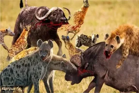 نبرد حیات وحش/ کفتار‌ها بی‌رحمانه یک گوساله بوفالو را تکه پاره کردند
