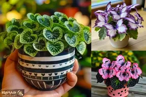 گیاهان آپارتمانی جمع و جور خوشگل برای خونه های کوچیک؛ ایجاد نقطه کانونی و فضای چشمگیر