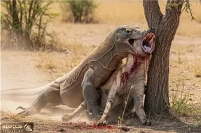 مستند حیات وحش؛ کومودو سفاک کفتار چسبونده به درخت تا نبلعه ول کن نیست