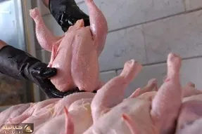 واکنش مرغداران گوشتی به ادعای مرغ تریاکی