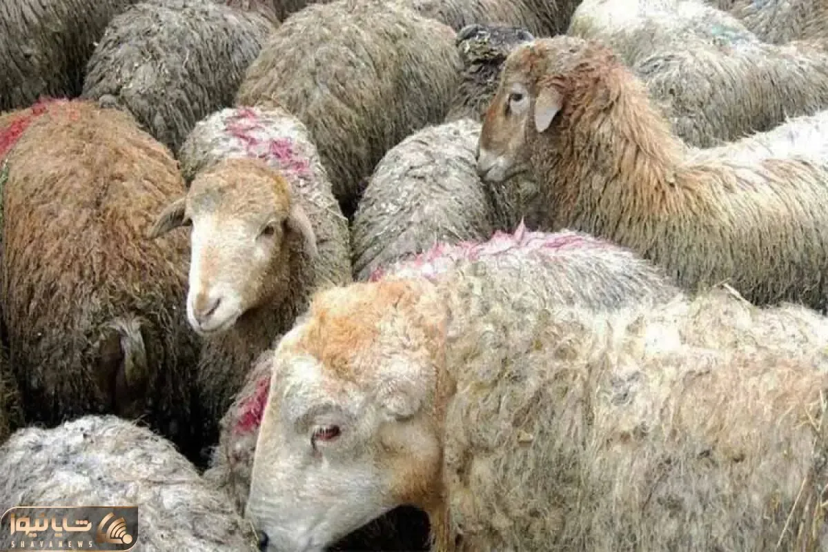 (جدول) قیمت دام زنده امروز ۱ اردیبهشت ۱۴۰۴/ بازار گوساله زنده نوسانی شد