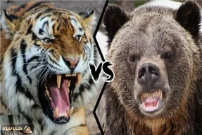 نبض وحش؛ جنگ ببر و خرس برای تصاحب طعمه بی جان