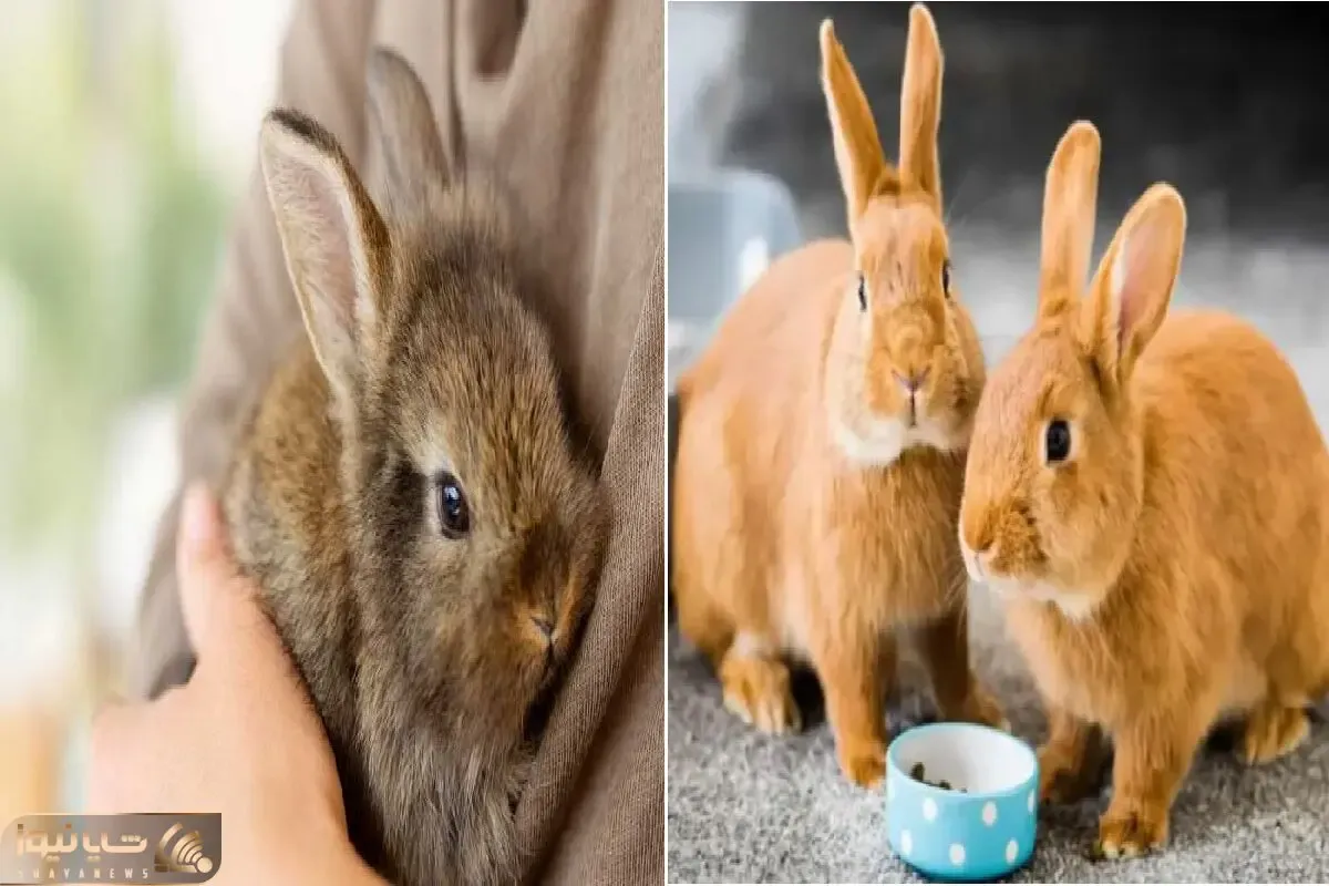 راهنمای کامل نگهداری خرگوش برای تازه کارها/ بهترین روش نگهداری خرگوش در آپارتمان