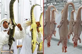 مزرعه شگفت انگیز پرورش کروکودیل / از پرورش و تخم ریزی تا قصابی و فراوری گوشت