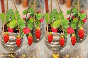 ایده‌های دیوانه‌وار؛ با یه بطری و یه مشت خاک میتونی یه جنگل توت فرنگی داشته باشی